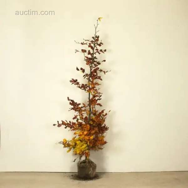 Green beech (50x) Fagus sylvatica